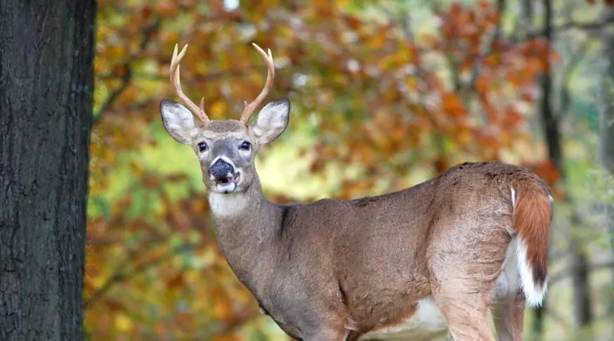 Outdoor Enthusiasts App